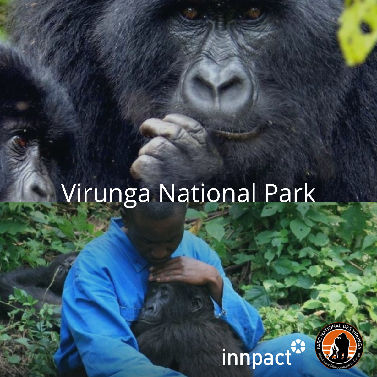 Virunga National Park - Innpact